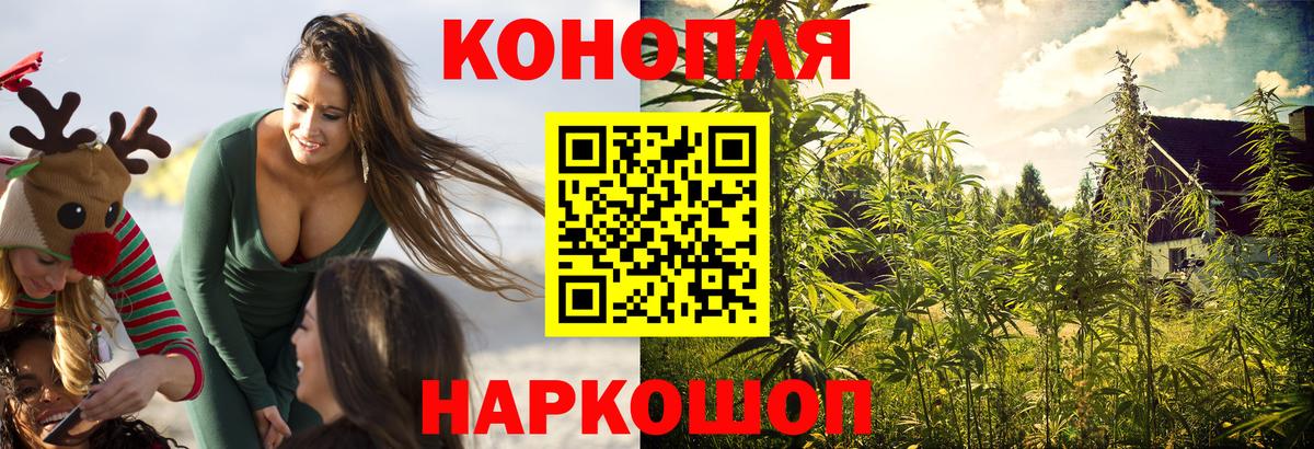 Конопля сатива Чайковский
